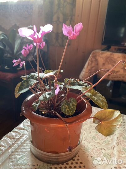 Альпийская фиалка-европейский цикломен