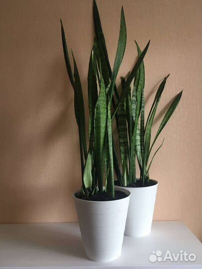 Сансевиерия большой куст в кашпо Икеа