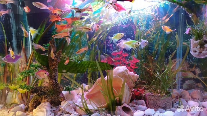 Аквариум