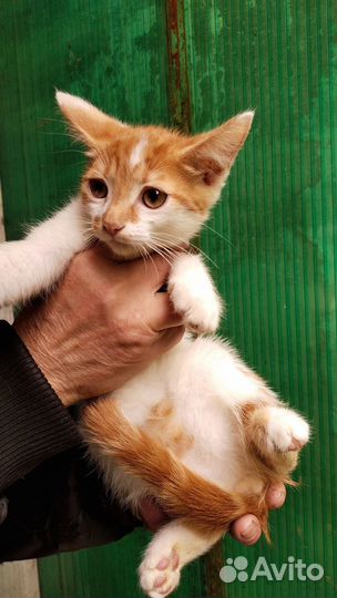 Отдается котенок мальчик 2,5 месяца