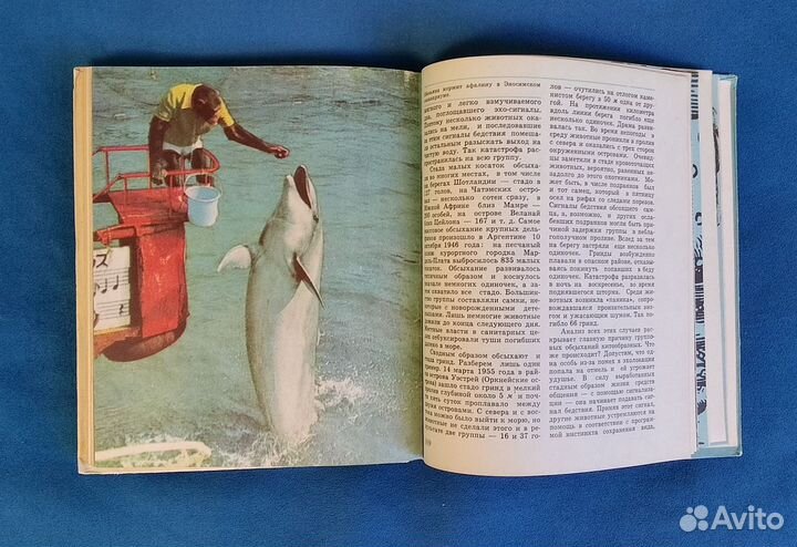 В мире китов и дельфинов Томилин