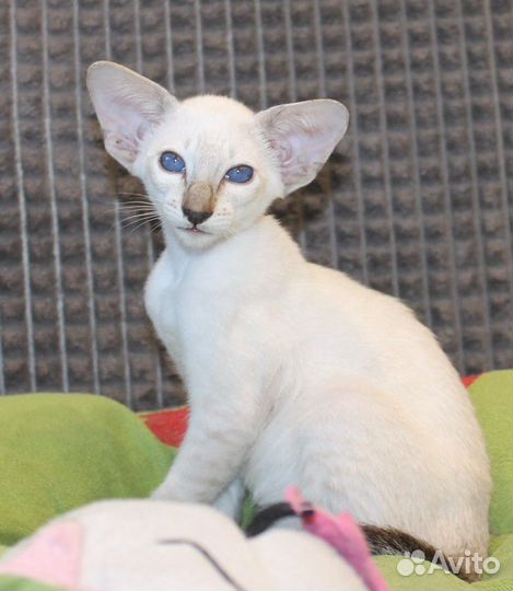 Ориентальные котята