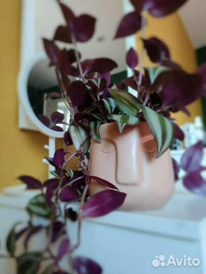 Традесканция