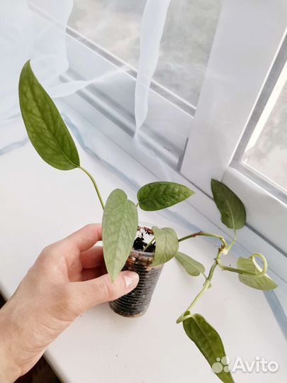 Пеперомия и монстеры