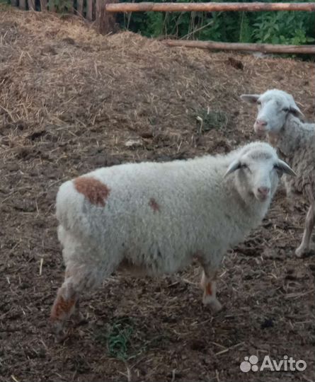 Баран Курдюк