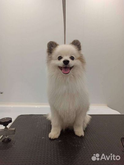 Немецкий шпиц