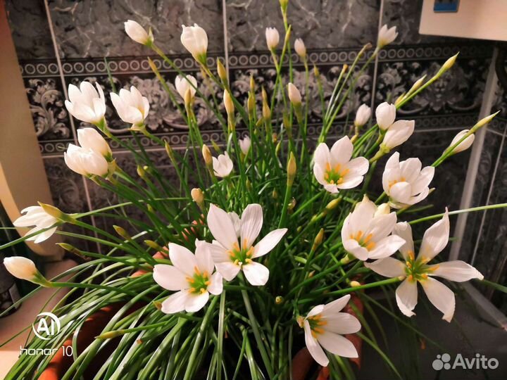 Зефирантес, ландыши, герань