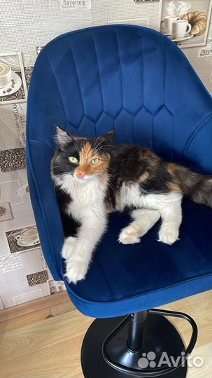 Кошечка 5 месяцев