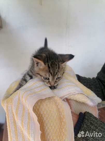Котенок мальчик тигровый