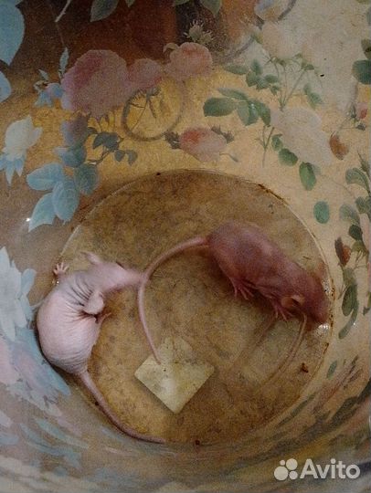 Крысята сфинксы