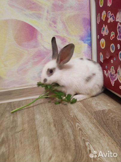 Кролики декоративные, девочки