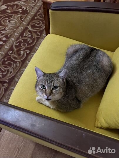 Метис кошки