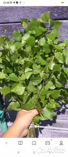 Берёзовые веники