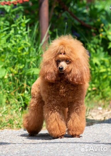 Пудель вязка