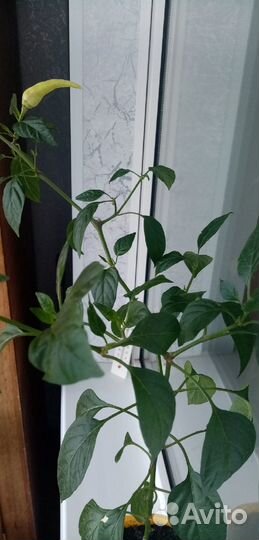 Комнатные растения