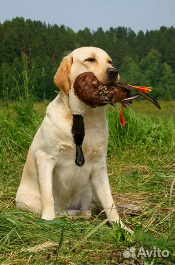 Передержка собак