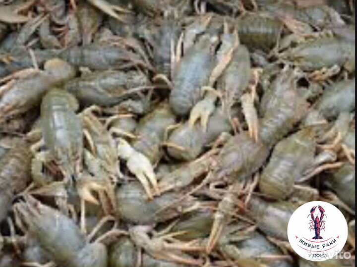 Раки живые и варёные /Волжские