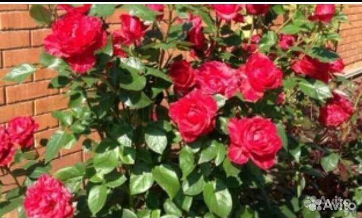 Саженцы тигровой розы