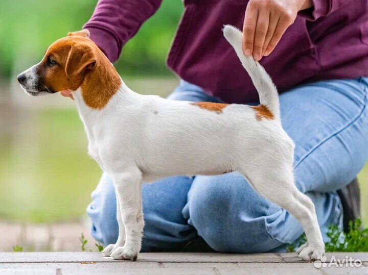 Щенок Джек Рассел терьер
