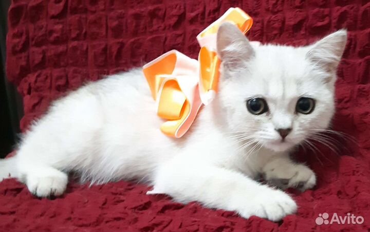 Шотландские котята шиншиллы