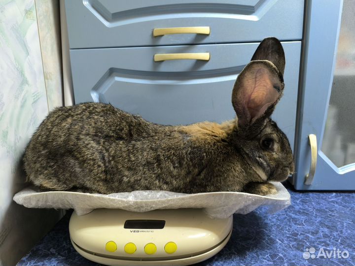 Кролики породы ризен