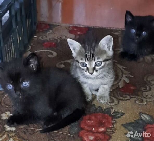 Котята ласковые и приученные к лотку в дар