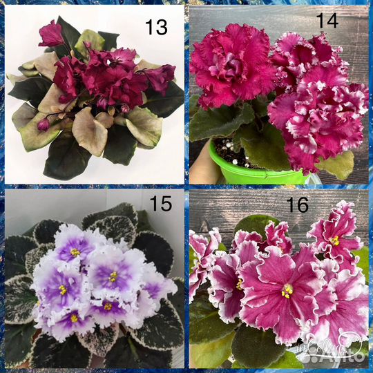 Детки фиалок (часть 1)