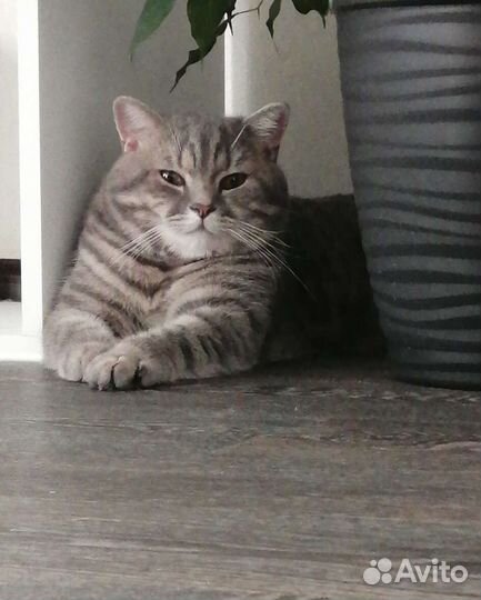 Британский кот вязка