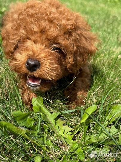 Той-пудель девочка