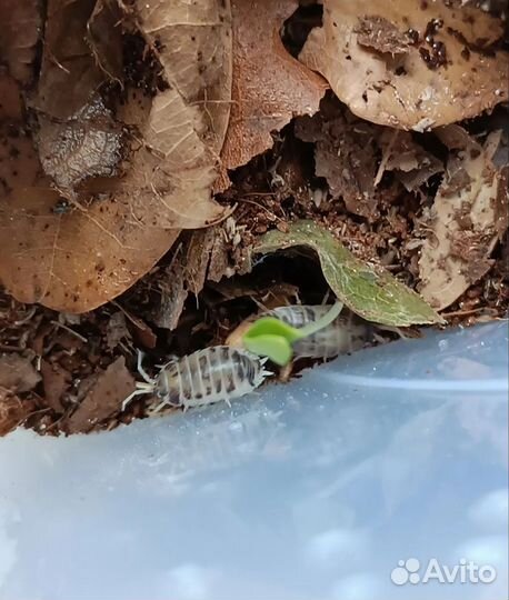 Мокрицы Porcellio Laevis 