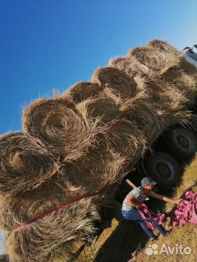 Сено в рулонах 2023года