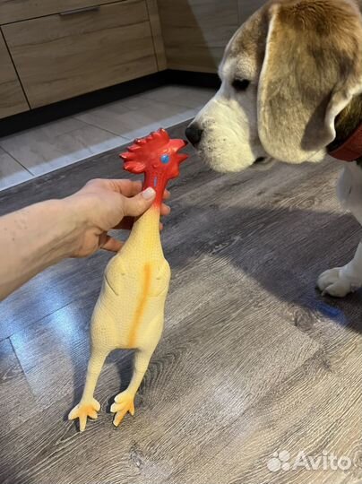 Игрушка доя собаки петух курица