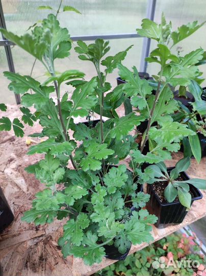 Многолетники