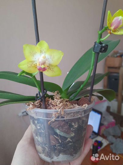 Орхидеи mds143e