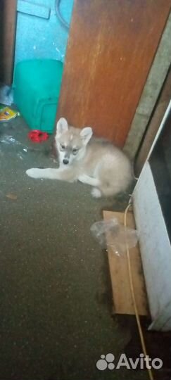 Полу хаски девочк 2месяца