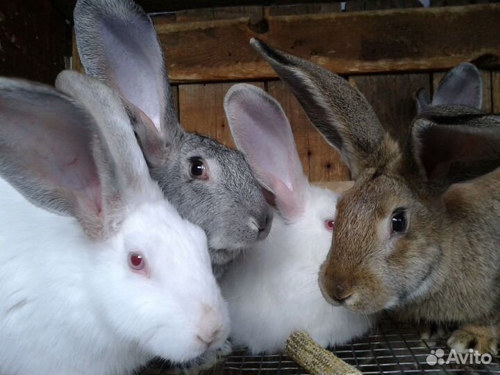 Кролики мясных пород, крольчата