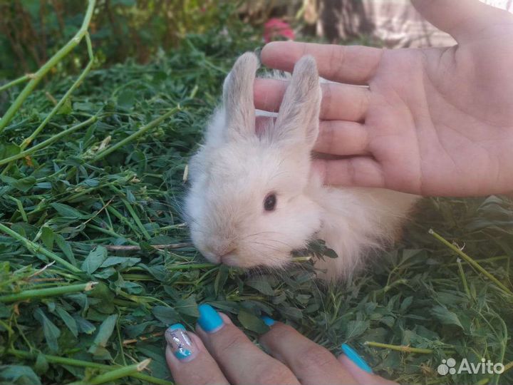 Декоративные кролики