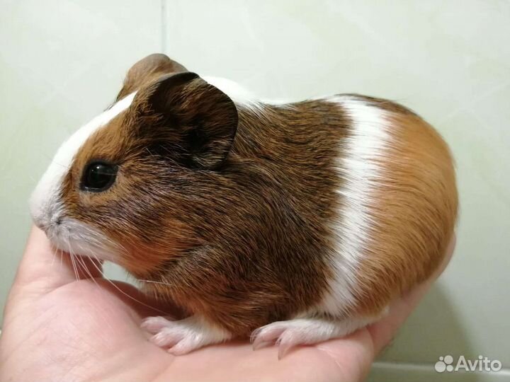 Морские свинки малыши
