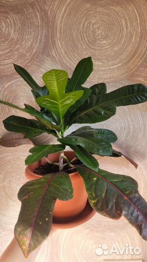 Кротон экселент