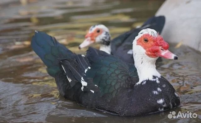 Продам утаков и уточек Шипунов на племя