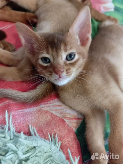 Абиссинская