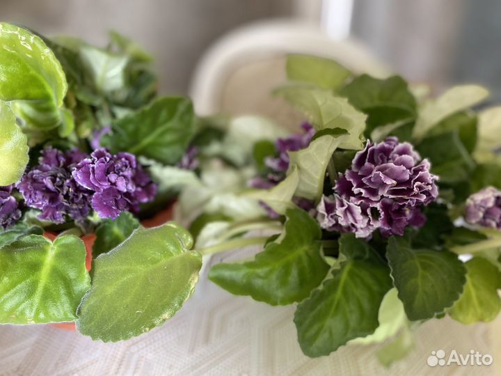 Комнатные цветы Фиалки