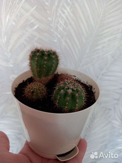 Кактус опунция