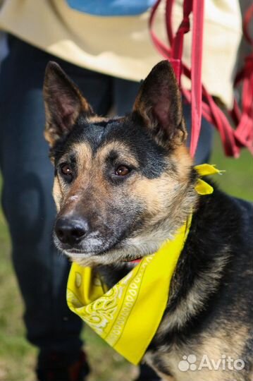 Метис овчарки в добрые руки