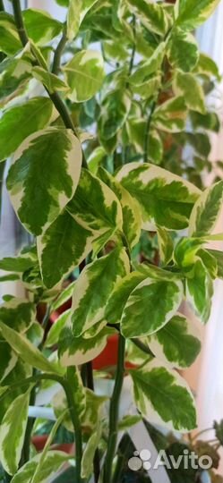 Педилантус