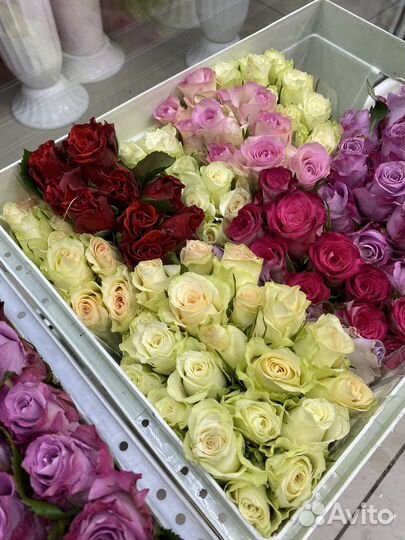 Кенийские розы