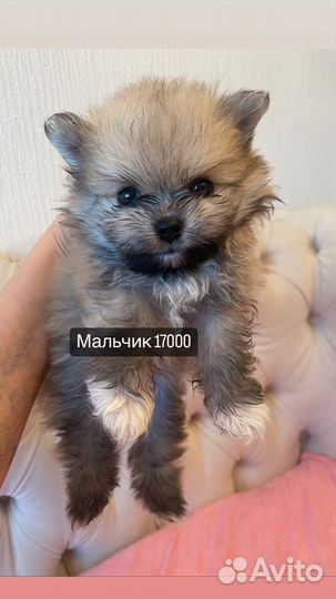 Щенки шпица