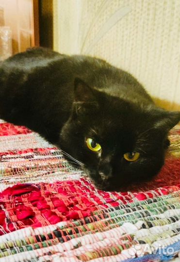 Красавица Мишель в добрые руки