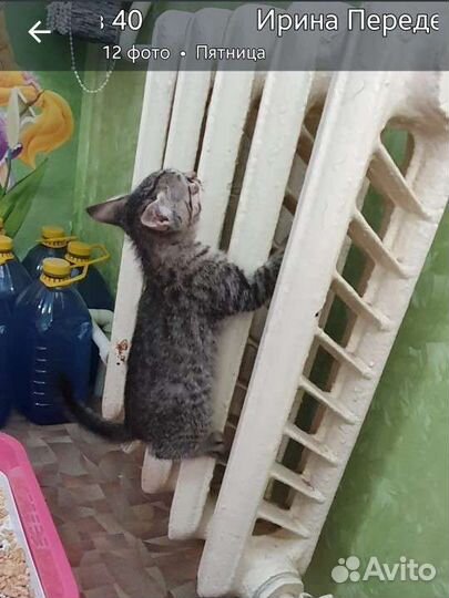 Котенок бесплатно