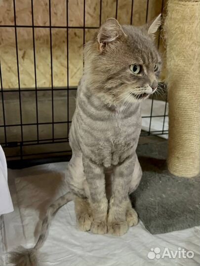 Ласковый кот в поисках дома